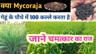 गेहूं wheat के पौधे में कल्ले और ग्रोथ ज्यादा करने वाला mycoraja bio Fertilizer डालने का सही तरीका।