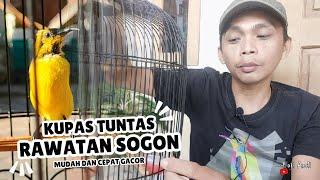 Kupas Tuntas Rawatan Sogon Trotol Agar Cepat Gacor