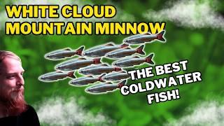 White cloud mountain minnow: EVERYTHING you need to know! Complete care guide.