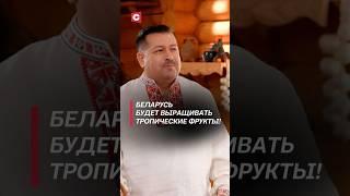 Беларусь будет выращивать тропические фрукты! #беларусь #сельскоехозяйство #агрономия #новости