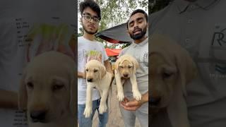 Ultra Massive Labrador Puppies. #shorts #dog