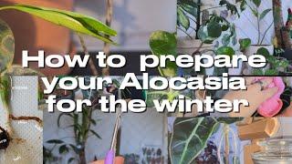 How To Prepare Your Alocasia For The Winter️| Plants With Jules️