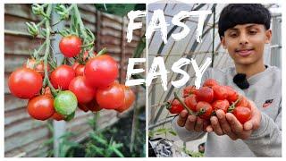 GROWING TOMATO FROM TOMATO ( Fast and Easy)