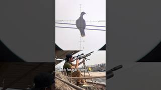 PCP Pest Control