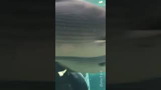 Smiling Manatee