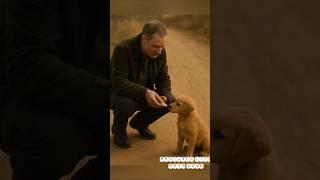 Why Dogs Are Better Than Humans #shorts #animals #ytshorts