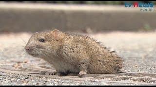 Tierrettung in Niendorf: Ratte steckt im Gullydeckel