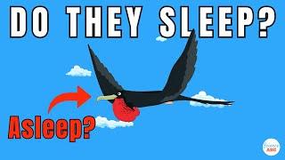 How Do Birds Sleep During Migration?