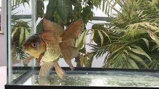 971 blue and bronze oranda