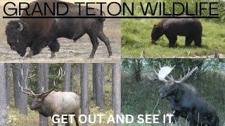 Wildlife Of Grand Teton National Park