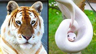 Rarest Animals in the World