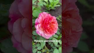 Начало цветения роз #розы #roses #klumba7