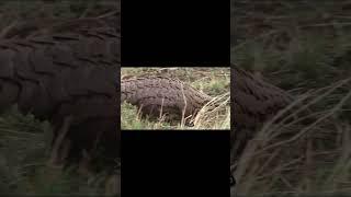 من هو حيوان البنغول أغرب الحقائق عن هذا الحيوان #اكسبلور #snake #حيوانات_الصحراء #حيوانات_مفترسه