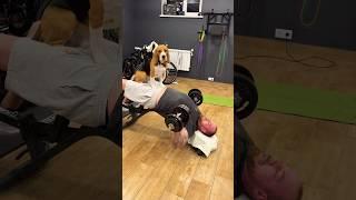 Тренер Фарадэй всё-таки заставил меня худеть#beagle #бигльфарадэй #бигль #фарадэй #тренировка