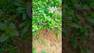 little snake #gangster #snake #india #nature #sad #song
