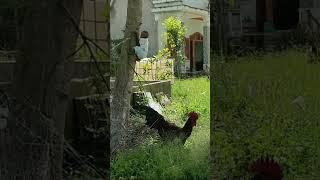 So funny! Kuku is afraid of the chicken