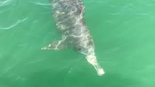 Dolphins in Bahrain