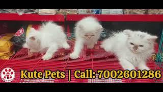 Kitty Cat | Persian Kitten available for sale | Kute Pets | Guwahati Pets | Cat Lovers | 7002601286