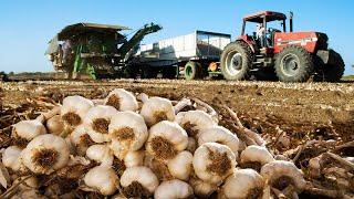 Awesome Agriculture Technology - Garlic, Red beet, Bitter Melon Cultivation Farming and Harvest