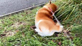 Magnitude 7.6 earthquake. Shibe clings to the ground, trembling as it desperately tries to survive.