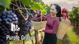 Harvesting GRAPE - goes to the market sell, cooking vegetarian dishes | Emma Daily Life