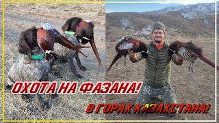 СУПЕР ОХОТА НА ФАЗАНА В ГОРАХ! СЛОЖНЫЕ ПОДРАНКИ! Охота с дратхааром Pheasant hunting Казахстан 2021