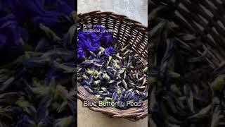 Harvesting Blue Butterfly Peas Flower for Herbal Tea