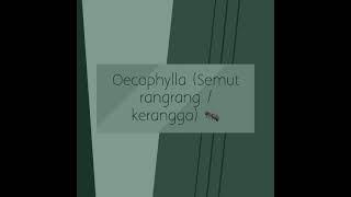 Oecophylla (Semut Rangrang / Kerangga)