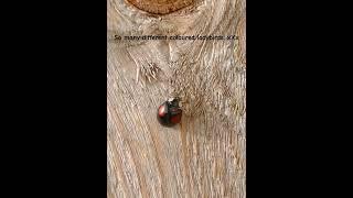 #blackandred not #redandblack  #orange #ones #red all #different #number of #spots #ladybug #bugs