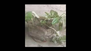 Tree  Editing video