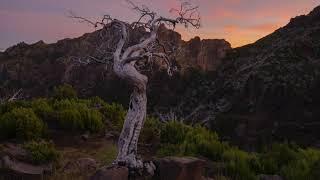 Photography in Madeira, the dead trees of Pico Ruivo