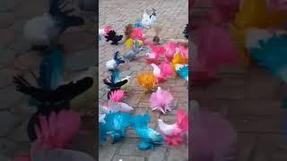 Beautiful Laka Pigeons | Kabootar Videos | Pigeon Videos |#pigeon #kabootar #kabutar #shorts #1k #4k