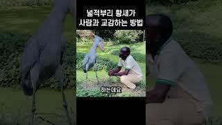 넓적부리 황새가 사람과 교감 하는 방법