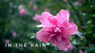 Jennifer Jess - In the Rain (Official Lyric Video)