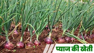 Pyaj ki kheti A 2 Z information | onion farming | high profitable Business onion farming |Earn money