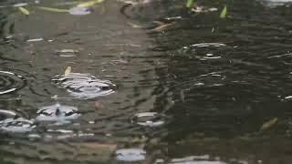 Slow Rain Sounds for Focus, Relaxing and Sleep | Relaxverse.