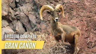 Impresionantes escenas de caza y asombrosas panorámicas en el Parque Nacional del Gran Cañón