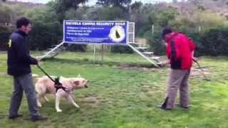 KICHE K9 TRAINING: Aggression work with Alf Jannesson.