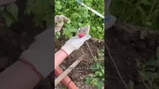 Когда ты всего лишь хотела быть женой, а стала служанкой в чужой семье #историиизжизни #мужисвекровь