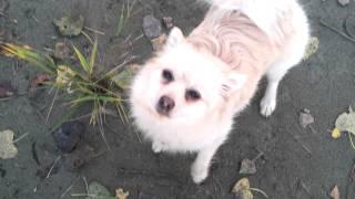 Biscuit noms grass