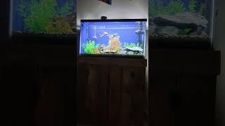 How To Solve Aggression With Peacock/OB Cichlids