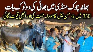 Bhatta Chowk Mandi 2025 - 330 main Deal close - live Bargaining Cow Mandi 2025 - qurbani 2025