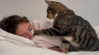 Cat Alarm Clock Wakes Its Human up With a Boop  Funny Cat Video 2024