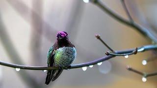 AVE MARIA by Leo Rojas -  HUMMINGBIRD/SOUL BIRD