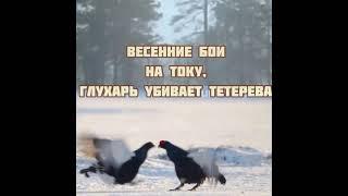 Глухарь (межняк) убивает тетерева на весеннем току ‍️ capercaillie vs black grouse