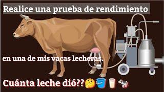 Cuántos litros de leche da por día una buena vaca lechera???🪣 Prueba de ordeño.