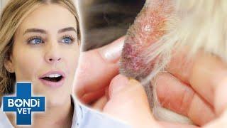 Will Vet Pop Cyst On Dog's Neck? | Bondi Vet