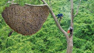 Harvesting early season honey from towering and dangerous trees - live squirrel in the forest