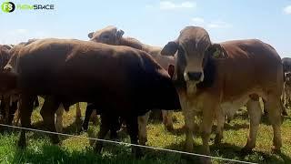 FarmSpace Strip Grazing Day - 26th October 2021