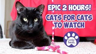 Cats For Cats To Watch HD  EPIC 2 HOURS! Cat Videos * Cats Playing * Valentine's Day For Cats